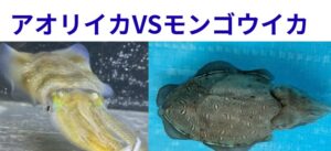 アオリイカは身が薄くてかたい。モンゴウイカが身が厚くて柔らかい。この違いは何？釣太郎