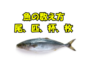 魚の数え方、釣り人 → 「匹」でテンション高く報告。漁師・市場 → 「尾」でプロっぽく。 料理人 → 「本」「枚」「柵」で精密に。寿司屋 → 「さく」「切れ」でさらに細分化。釣太郎