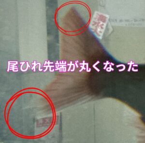 たった2日の飼育でマダイの尾ひれ先端の尖った部分が消えた。釣太郎