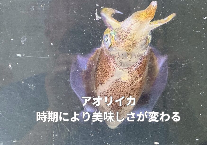 アオリイカが一番美味しいのは「名南紀産」と言われる理由｜黒潮・地形・水温・管理のすべてが揃う奇跡の海域。釣太郎