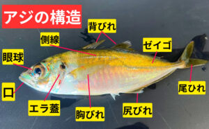 アジの体の部位名と役割を徹底解説！　【サビキ釣り入門】釣太郎