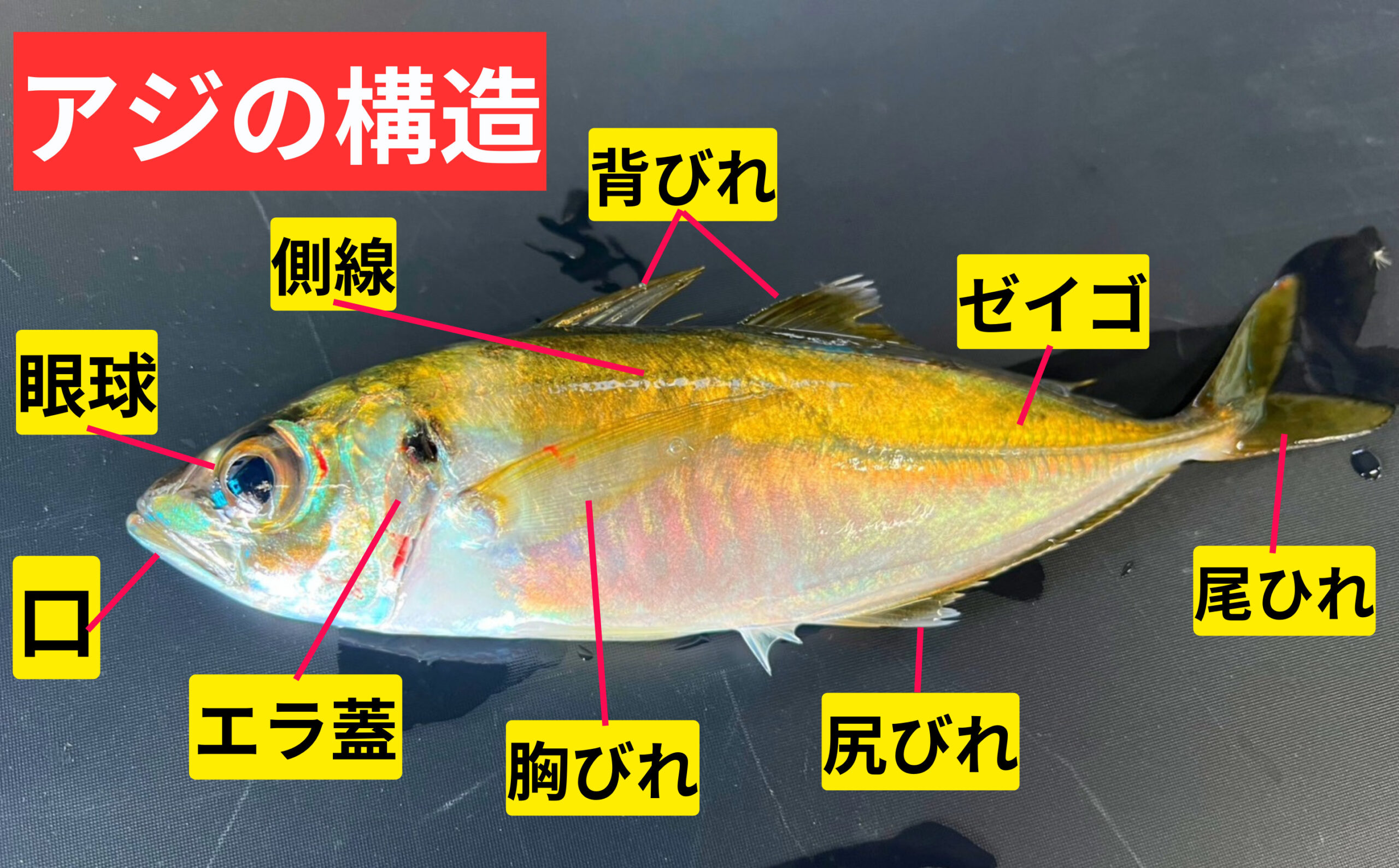 アジの体の部位名と役割を徹底解説！　【サビキ釣り入門】釣太郎