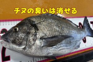 チヌの臭いは処理で消える！血抜き40％・海水氷40％・塩締め20％👉合計95％軽減の方程式。釣太郎