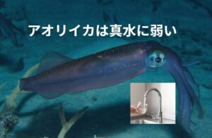 「雨が降ったら、川から離れろ」。 これはアオリイカ釣りの鉄則です。釣太郎