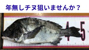 2月中になると南紀は乗っ込みチヌ、年無しチヌが狙えます。釣太郎