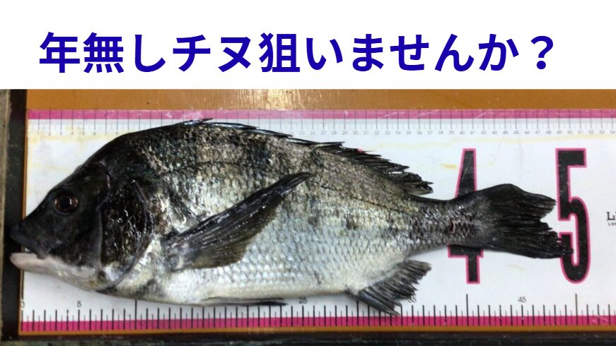 2月中になると南紀は乗っ込みチヌ、年無しチヌが狙えます。釣太郎
