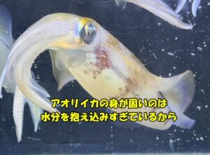 アオリイカは「水分を抱え込みすぎる」から固い。身の固さの正体は“水分不足”ではなく“水分保持力の強さ”。 釣太郎