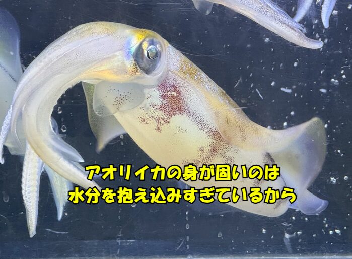 アオリイカは「水分を抱え込みすぎる」から固い。身の固さの正体は“水分不足”ではなく“水分保持力の強さ”。 釣太郎