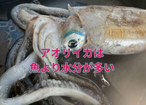 アオリイカは水分が少ないという誤解は、身の硬さから生まれる。釣太郎