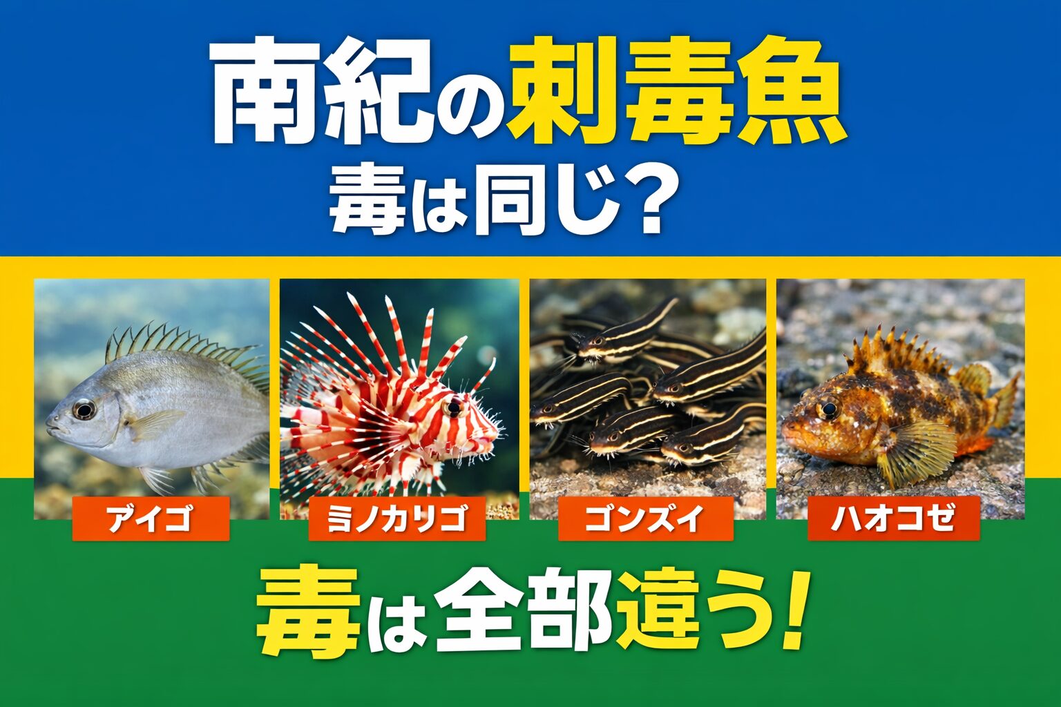 南紀の刺毒魚。・素手で触らない・魚バサミを使う・刺されたらすぐ温水処置。小さい魚だから安全は通用しません。釣太郎