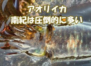 アオリイカと言えば和歌山南紀。その数量は圧倒的。釣太郎