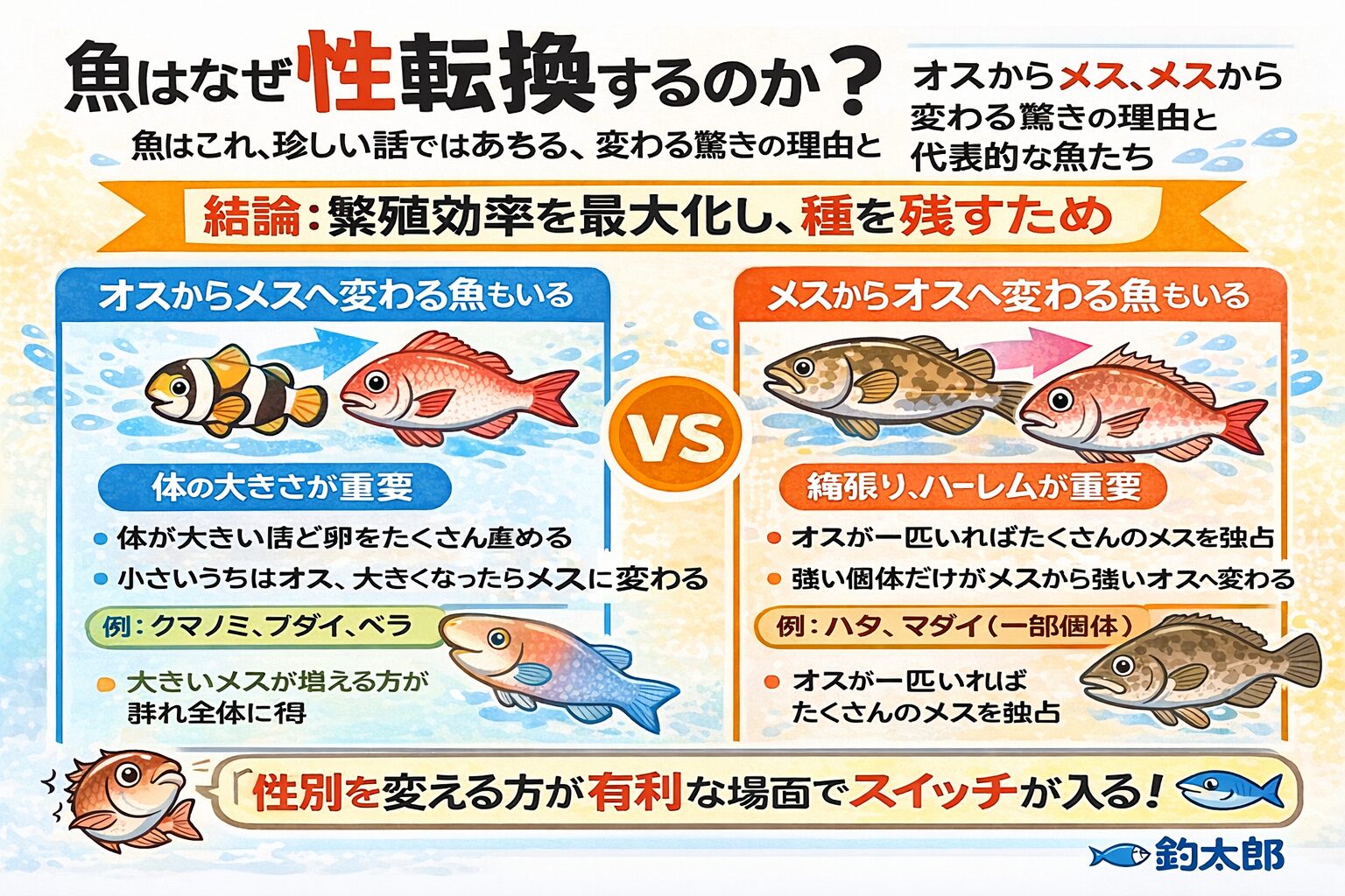 魚が性転換するのは、環境に合わせ種を残すための最適解。オスからメス。メスからオス。どちらも生き残るための合理的な進化。釣太郎