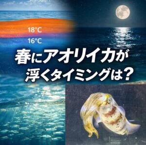 春アオリイカが浮くのは 産卵行動。水温上昇。夕方から夜。上げ潮。ベイト表層。これが重なった時。釣太郎