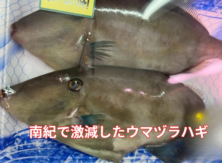 ウマヅラハギは、植物プランクトン・小型甲殻類などを主食とする。黒潮大蛇行が続いた時期、南紀沿岸の栄養塩が減少し、これらが大幅に低下したのが、南紀で激減した知友。釣太郎