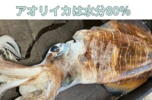 アオリイカ、「身が引き締まっているから水分が少ないはず」と思っている釣り人は多いが、実は80％あり、魚以上。釣太郎