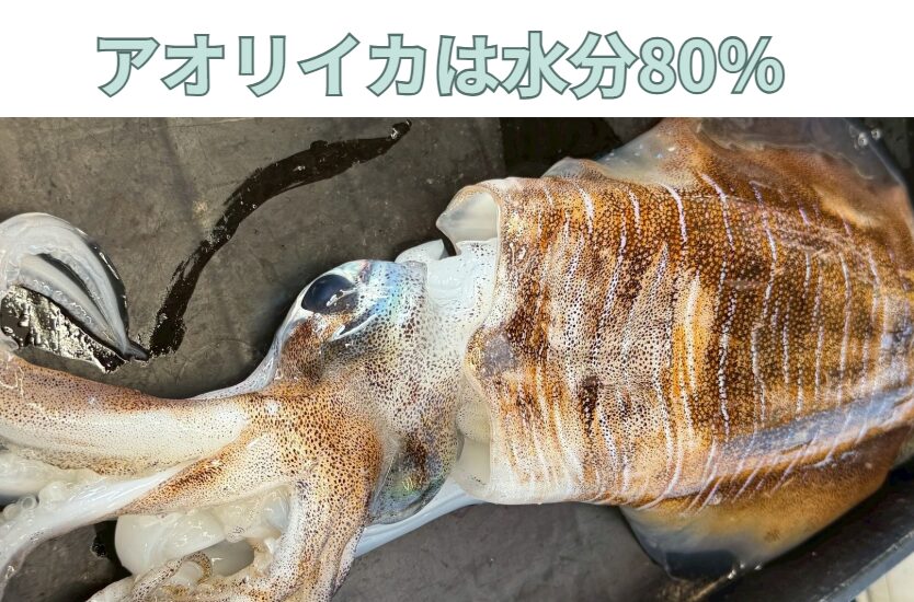 アオリイカ、「身が引き締まっているから水分が少ないはず」と思っている釣り人は多いが、実は80％あり、魚以上。釣太郎