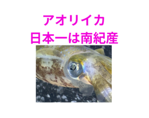 南紀のアオリイカは、日本トップ3〜5に入る間違いない美味しさ。釣太郎