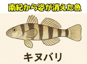 キヌバリという魚は、５０年前は磯から竿を出すと必ず釣れたが、もう全く見かけなくなった。なぜ？釣太郎