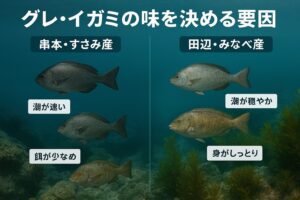 すさみ串本産より、田辺・みなべ産のグレやイガミが美味しいのは、偶然ではなく必然。釣太郎