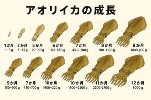 アオリイカは1年で3kgまで育つ驚異の成長生物。釣太郎