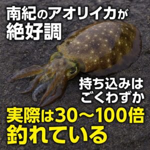 釣太郎に10杯持ち込まれたら、実際は300〜1000杯釣れている計算。南紀のアオリイカは、まさに“当たり年”と言えるでしょう。