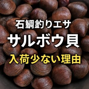 【2026年最新】石鯛釣りの定番エサ「サルボウ貝」が今期も品薄な理由。釣太郎