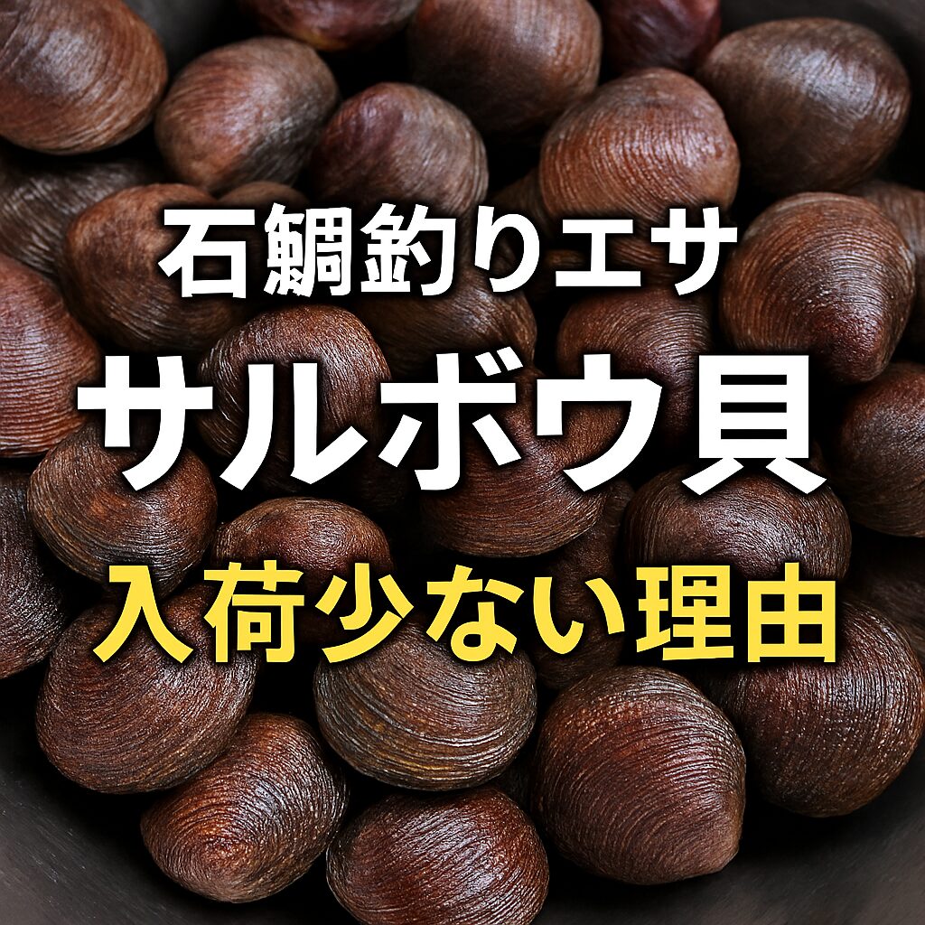 【2026年最新】石鯛釣りの定番エサ「サルボウ貝」が今期も品薄な理由。釣太郎