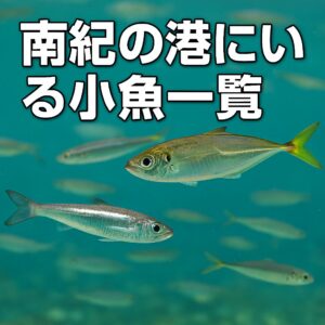 【南紀の港で出会える小魚図鑑】釣り初心者にもおすすめ！季節別・魚種別に徹底解説.釣太郎