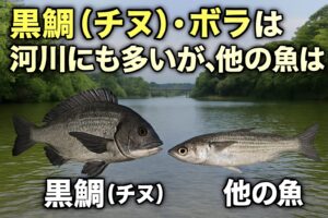 黒鯛とボラは、塩分濃度の変化に強く、雑食性で環境適応力が高い。他の海水魚は、浸透圧調整や食性の制限、水質への耐性の低さがネック。釣太郎