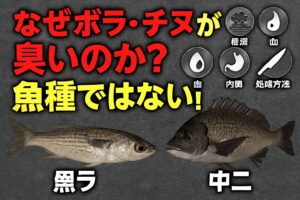 臭いの原因は“魚種”ではなく“処理”だった！ボラ・チヌが臭いのは、環境・血・内臓・処理の問題。正しい処理をすれば、臭みは最大95％軽減可能！釣太郎