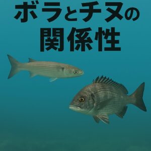 ボラの群れを見かけたら「ただの厄介者」ではなく、「チヌが近くにいるサインかも」と考えて粘ってみる価値は大いにあります。釣太郎