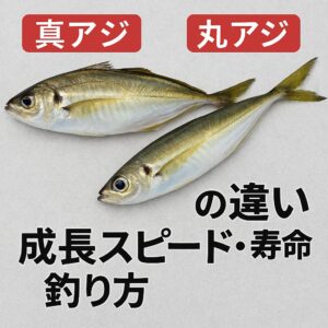 マアジはゆっくり成長し長く生きる大型魚、マルアジは短期間で急成長する回遊型。味・体型・釣れ方も大きく異なる。釣太郎