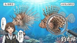 ハナミノカサゴは胸ビレの膜に、黒や茶色の「斑点模様」がたくさんある。ミノカサゴは胸ビレの膜には斑点がない。釣太郎