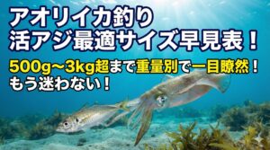 アオリイカ釣りの活けアジの大きさ、釣果直結の黄金比率。釣太郎