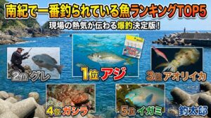 南紀で一番釣られている魚ランキング。釣太郎