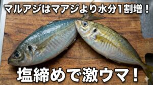 マルアジはマアジより1割水分が多い。釣太郎