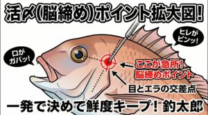 魚のイメ締めポイントは「目」から、尻尾に向かって真っ直ぐ線を引き、 次に魚のエラブタの一番上から、頭に向かって線を引きます。この二つの線がぶつかるあたり。釣太郎