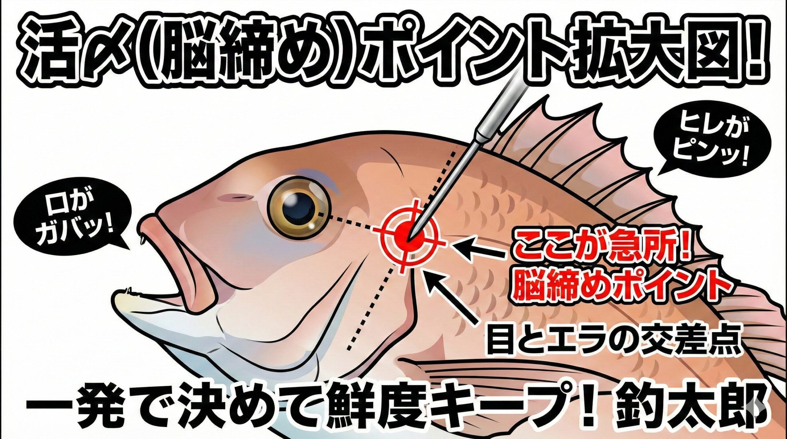 魚のイメ締めポイントは「目」から、尻尾に向かって真っ直ぐ線を引き、 次に魚のエラブタの一番上から、頭に向かって線を引きます。この二つの線がぶつかるあたり。釣太郎