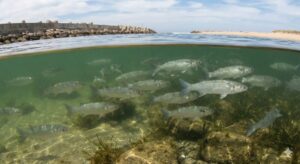 ボラははただ適当に泳いでいるわけではなく、季節ごとの大回遊を行い、淡水から海水まで適応するスーパーフィッシュ。釣太郎