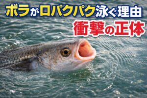 ボラが口をパクパクする理由は・水を吸ってエサをろ過するため・濾過摂食という特殊な食事方法 ・海の掃除屋としての役割。釣太郎