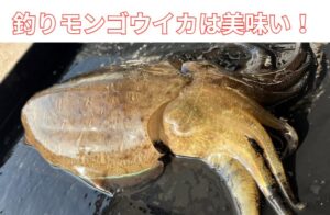 モンゴウイカを外道扱いせず、美味しく活用しようアオリイカ釣りでモンゴウイカが掛かったら、ラッキー！釣太郎