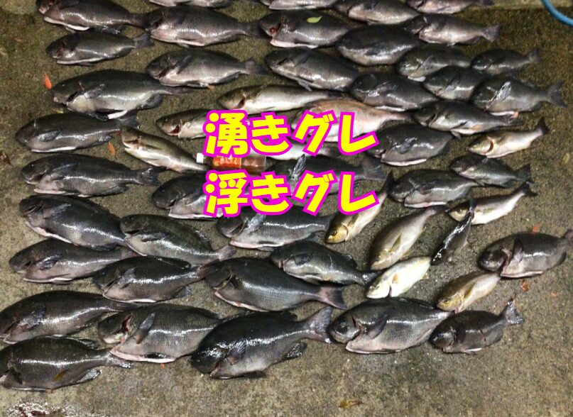 湧きグレとは、メジナ（グレ）が何百、何千という大群で海面近くまで浮上し、背びれを出しながら泳いでいる状態。釣太郎