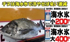 チヌは「持ち帰り方」と「下処理」次第で、どんな個体でも絶品の食材に変わります。釣太郎