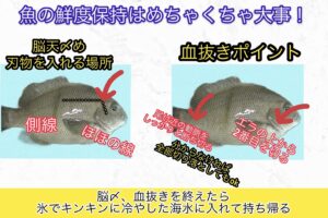 魚の活締めは神経を止める処理・切っているのは中枢神経・目的は身質と旨味を守ること ・結果、味も日持ちも大きく変わる。釣太郎