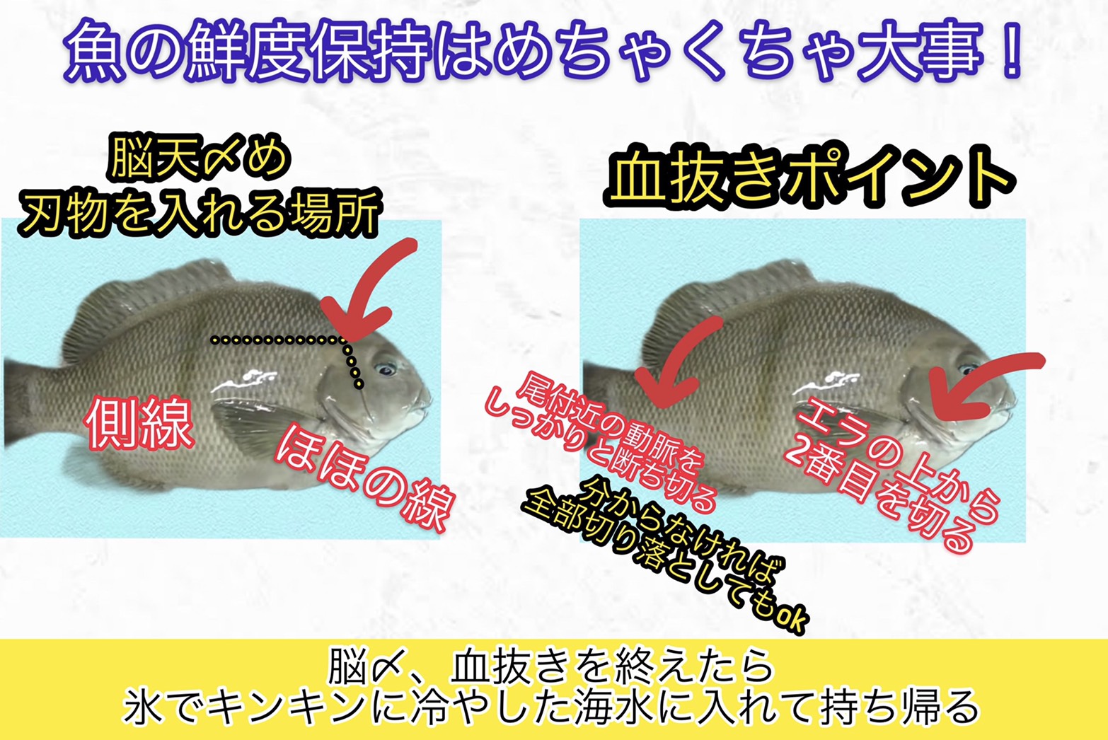 魚の活締めは神経を止める処理・切っているのは中枢神経・目的は身質と旨味を守ること ・結果、味も日持ちも大きく変わる。釣太郎
