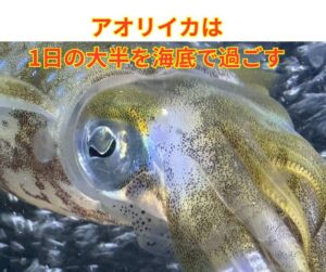 アオリイカは1日の大半を海底で過ごす.釣太郎