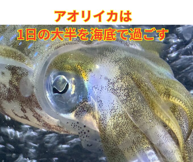 アオリイカは1日の大半を海底で過ごす.釣太郎