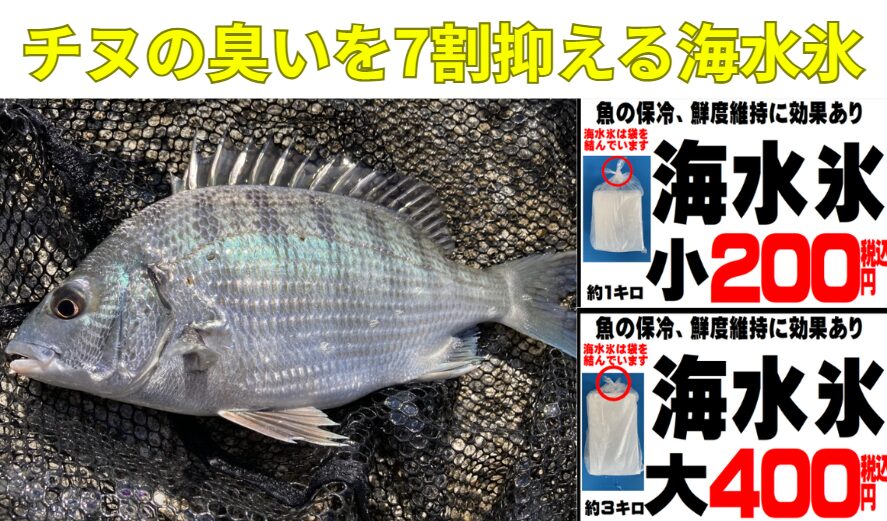 海水氷はチヌ（クロダイ）の臭いを最大7割抑える。釣太郎