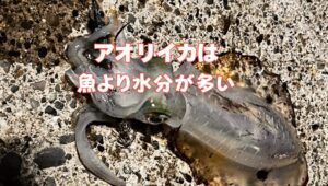 アオリイカ、体のなんと約75〜80％が水分なんです。これ、一般的な魚と比べると、なんと10％近くも多い数字。釣太郎