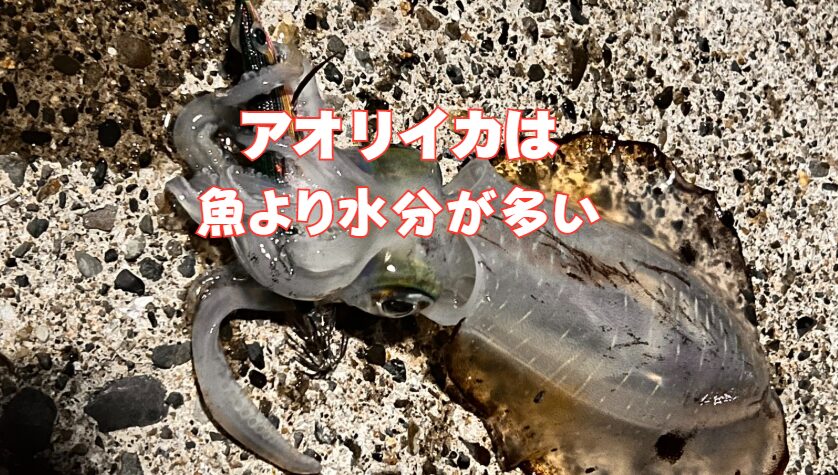 アオリイカ、体のなんと約75〜80％が水分なんです。これ、一般的な魚と比べると、なんと10％近くも多い数字。釣太郎
